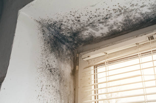 Affordable Bathroom Mold Removal solutions in McLean, TX
